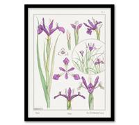 Artery8 Maurice Pillard Verneuil Framed Wall Art Print Purple Iris Flower in White | Size: A4 Artery8 White A4