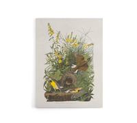 Artery8 Meadowlark Bird False Foxglove Audubon Canvas Wall Art in White | Size: W24" x H32" Artery8 White W24" x H32"