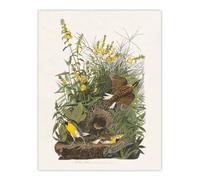Artery8 Meadowlark Bird False Foxglove Audubon Wall Art Print Poster in White | Size: W12" x H16" Artery8 White W12" x H16"