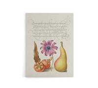 Artery8 Medlar Poppy Anemone & Pear Calligraphy Canvas Wall Art Print in White | Size: W24" x H32" Artery8 White W24" x H32"