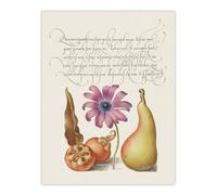 Artery8 Medlar Poppy Anemone & Pear Calligraphy Wall Art Poster Print in White | Size: W24" x H32" Artery8 White W24" x H32"