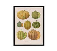 Artery8 Melons Fruit Vintage Kitchen Ernst Benary Framed Canvas Wall Art Print in White | Size: W24" x H32" Artery8 White W24" x H32"