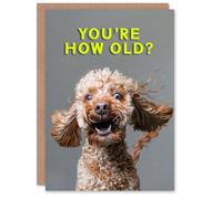 Artery8 Men's Birthday Card Shocked Cockapoo How Old Joke Cockapoo For Him Dad Brother Son Papa Grandad Greeting Card in Grey Artery8 Grey