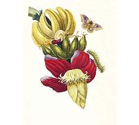 Artery8 Merian Banana Plant Insects Vintage 1705 Art Print Canvas Premium Wall Decor Poster Mural