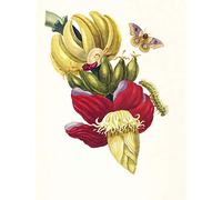 Artery8 Merian Banana Plant Insects Vintage 1705 Large Wall Art Poster Print Thick Paper 18X24 Inch