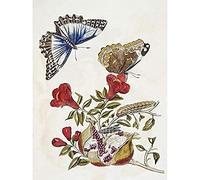 Artery8 Merian Metamorphosis Butterfly Caterpillar Nature Unframed Wall Art Print Poster Home Decor Premium