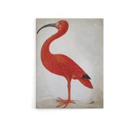 Artery8 Merian Scarlet Ibis Bird With Egg Canvas Wall Art Print in Pink | Size: W18" x H24" Artery8 Pink W18" x H24"
