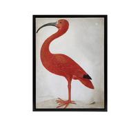Artery8 Merian Scarlet Ibis Bird With Egg Framed Canvas Wall Art Print in Pink | Size: W18" x H24" Artery8 Pink W18" x H24"