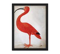 Artery8 Merian Scarlet Ibis Bird With Egg Skin Painting Artwork Framed Wall Art Print 18X24 Inch
