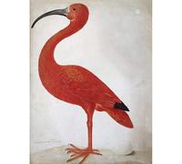 Artery8 Merian Scarlet Ibis Bird With Egg Skin Painting Unframed Wall Art Print Poster Home Decor Premium