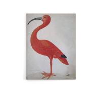 Artery8 Merian Scarlet Ibis With Egg Nature Canvas Wall Art Print in Pink | Size: W24" x H32" Artery8 Pink W24" x H32"