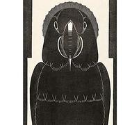 Artery8 Mesquita Macaw Parrot Bw Bird Design Art Print Canvas Premium Wall Decor Poster Mural