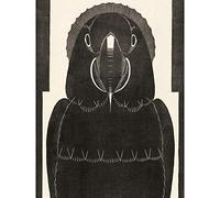 Artery8 Mesquita Macaw Parrot Bw Bird Design Extra Large XL Wall Art Poster Print