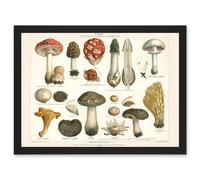 Wee Blue Coo Meyers Fungus Mushrooms Toadstools Collection Artwork Framed Wall Art Print A4