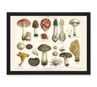 Artery8 Meyers Fungus Mushrooms Toadstools Collection Wall Art Print - A4 Size
