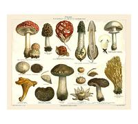 Artery8 Meyers Lexicon 1889 Mushrooms Encyclopedia Page Premium Wall Art Canvas Print 18X24 Inch