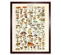 Artery8 Millot 19th Century Mushrooms Encyclopedia Page Art Print Framed Poster Wall Decor 12x16 inch