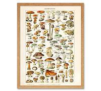 Artery8 Millot 19th Century Mushrooms Encyclopedia Page Art Print Framed Poster Wall Decor 12x16 inch