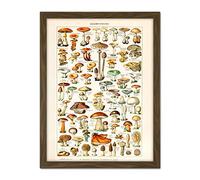 Artery8 Millot 19th Century Mushrooms Encyclopedia Page Artwork Framed Wall Art Print 18X24 Inch