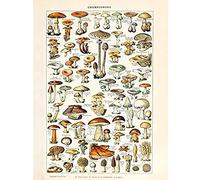 Artery8 Millot 19th Century Mushrooms Encyclopedia Page Unframed Wall Art Print Poster Home Decor Premium