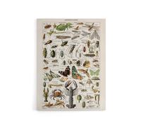 Artery8 Millot Encyclopedia Arthropods Canvas Wall Art Print | Size: W12" x H16" Artery8 Multicolor W12" x H16"