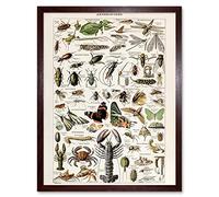 Artery8 Millot Encyclopedia Arthropods Exoskeletal Animals Art Print Framed Poster Wall Decor 12x16 inch
