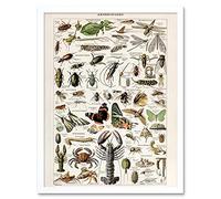 Artery8 Millot Encyclopedia Arthropods Exoskeletal Animals Art Print Framed Poster Wall Decor 12x16 inch