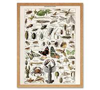 Artery8 Millot Encyclopedia Arthropods Exoskeletal Animals Art Print Framed Poster Wall Decor 12x16 inch