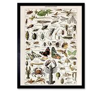 Artery8 Millot Encyclopedia Arthropods Exoskeletal Animals Art Print Framed Poster Wall Decor 12x16 inch