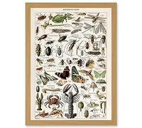 Artery8 Millot Encyclopedia Arthropods Exoskeletal Animals Nature Artwork Framed Wall Art Print A4