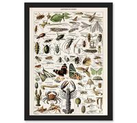 Artery8 Millot Encyclopedia Arthropods Exoskeletal Animals Nature Artwork Framed Wall Art Print A4 in Black Artery8 Black