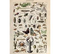Artery8 Millot Encyclopedia Arthropods Exoskeletal Animals Premium Wall Art Canvas Print 18X24 Inch