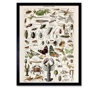 Artery8 Millot Encyclopedia Arthropods Exoskeleton Animals Framed Art Print | Size: W12" x H16" Artery8 Multicolor W12" x H16"