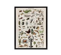 Artery8 Millot Encyclopedia Arthropods Framed Canvas Wall Art Print | Size: W24" x H32" Artery8 Multicolor W24" x H32"