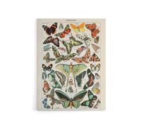 Artery8 Millot Encyclopedia Butterflies Papillons Canvas Wall Art Print | Size: W12" x H16" Artery8 Multicolor W12" x H16"