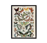 Artery8 Millot Encyclopedia Butterflies Papillons Framed Canvas Wall Art Print | Size: W18" x H24" Artery8 Multicolor W18" x H24"