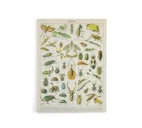 Artery8 Millot Encyclopedia Page Beetles Insects Canvas Wall Art Print | Size: W12" x H16" Artery8 Multicolor W12" x H16"