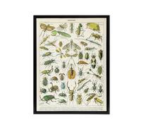 Artery8 Millot Encyclopedia Page Beetles Insects Framed Canvas Wall Art Print | Size: W24" x H32" Artery8 Multicolor W24" x H32"