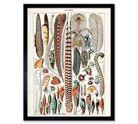 Artery8 Millot Encyclopedia Page Birds Feathers Plumage Art Print Framed Poster Wall Decor 12x16 inch