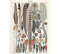 Artery8 Millot Encyclopedia Page Birds Feathers Plumage Unframed Wall Art Print Poster Home Decor Premium