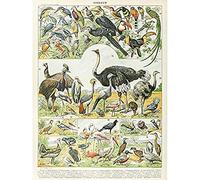 Artery8 Millot Encyclopedia Page Birds Ostrich Emu Art Print Canvas Premium Wall Decor Poster Mural