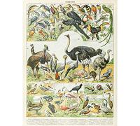 Artery8 Millot Encyclopedia Page Birds Ostrich Emu Large Wall Art Poster Print Thick Paper 18X24 Inch