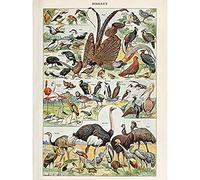 Artery8 Millot Encyclopedia Page Birds Ostrich Flamingo Unframed Wall Art Print Poster Home Decor Premium