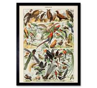 Artery8 Millot Encyclopedia Page Birds Owls Parrots 12X16" Framed Wall Art Print