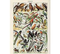 Artery8 Millot Encyclopedia Page Birds Owls Parrots Art Print Canvas Premium Wall Decor Poster Mural