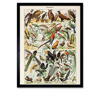 Artery8 Millot Encyclopedia Page Birds Owls Parrots Art Print Framed Poster Wall Decor 12x16 inch