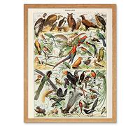 Artery8 Millot Encyclopedia Page Birds Owls Parrots Art Print Framed Poster Wall Decor 12x16 inch