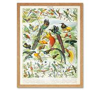 Artery8 Millot Encyclopedia Page Birds Paradise Art Print Framed Poster Wall Decor 12x16 inch