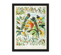 Artery8 Millot Encyclopedia Page Birds Paradise Artwork Framed Wall Art Print 18X24 Inch