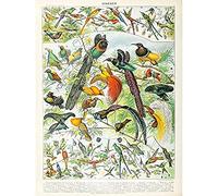 Artery8 Millot Encyclopedia Page Birds Paradise Unframed Wall Art Print Poster Home Decor Premium